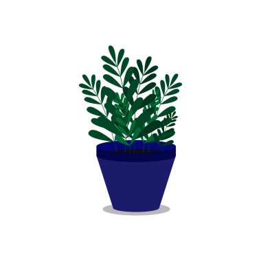 Mavi bir saksıda çiçek. Zamioculcas. Düz biçim