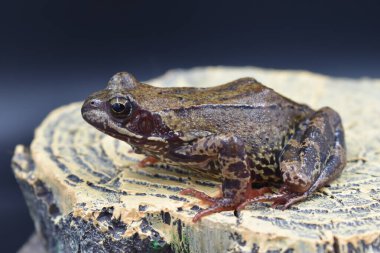Yapay bir kütükte kış uykusundan sonra bataklık kurbağası.