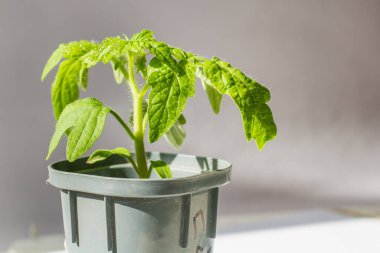Plastik kaplarda domates fideleri. Baharın başlarında serada fidanlar yetişiyor. Bahçe konsepti