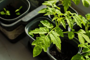 Plastik kaplarda domates fideleri. Baharın başlarında serada fidanlar yetişiyor. Bahçe konsepti