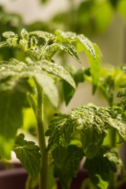 Pencere kenarındaki plastik bir tencerede domates tohumları.