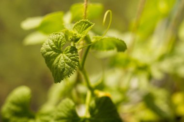 Pencere kenarında plastik bir kapta kavun fideleri