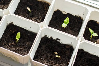 Pencere kenarında plastik bir kapta kavun fideleri