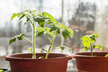Pencere kenarındaki plastik bir tencerede domates tohumları.