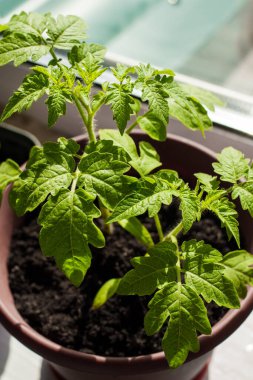 Pencere kenarındaki plastik bir tencerede domates tohumları.