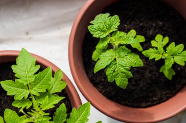 Pencere kenarındaki plastik bir tencerede domates tohumları.