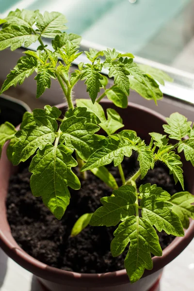 Pencere kenarındaki plastik bir tencerede domates tohumları.