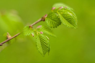 Genç bir ağaçta sulu bahar yaprakları