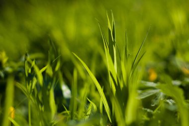 Parlak ve lezzetli çimenler