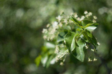 Bir yaz günü bahçede çiçek açan ağaç.