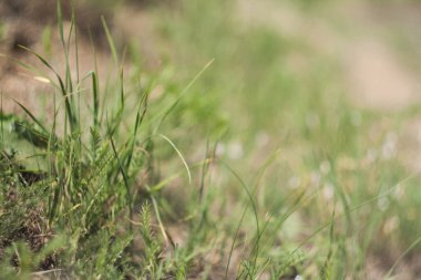 Bahçedeki çimenlerin zarif kıvrımları