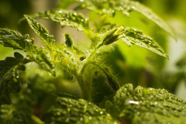 Seedling yaprakları su damlacıkları ile pencere pervazında. Makro fotoğrafçılık