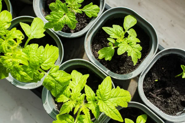 Seedlings from seeds planted in pots on a windowsill