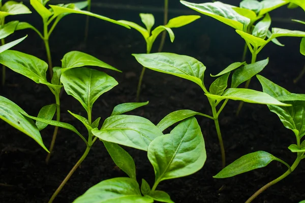 Çekirdekten biber tohumu. Pencere pervazında büyüdü.