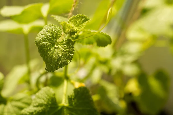 Seedling Listy Parapetu Kapkami Vody Makro Fotografie — Stock fotografie