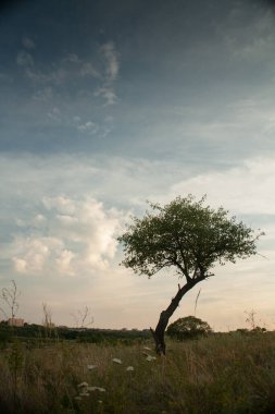 Gün batımının arka planındaki ağaç göl kıyısında.