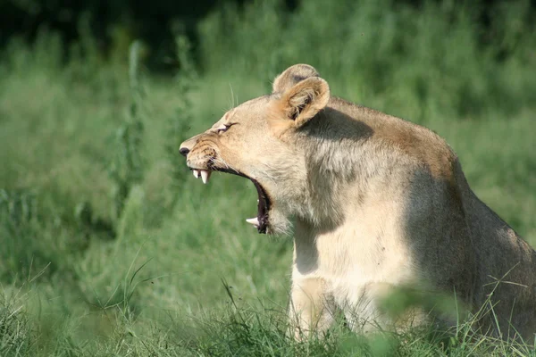kükreyen aslan