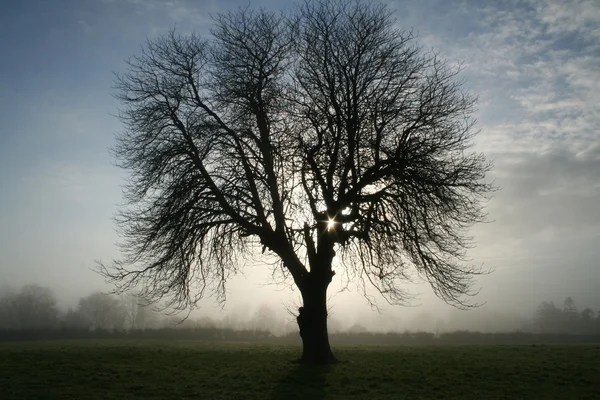 Gruselbaum lizenzfreie Stockbilder