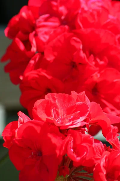 Blooms patlama