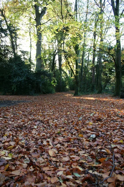 Tapis de feuilles — Photo