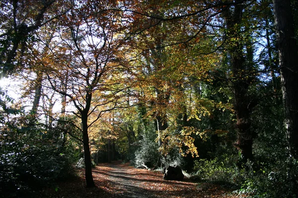 Herbstpfad — Stockfoto