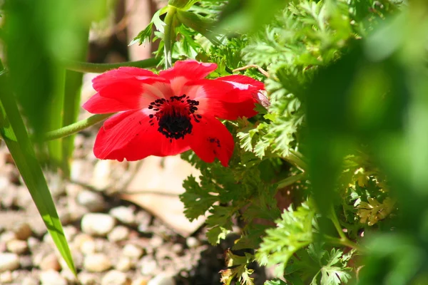 Utangaç Poppy