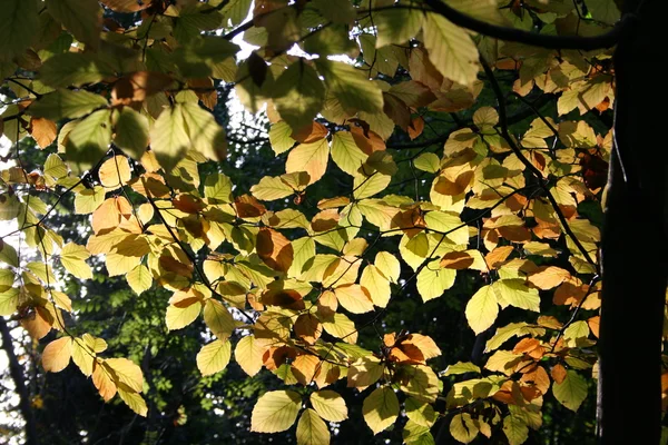 Hoja de sol — Foto de Stock