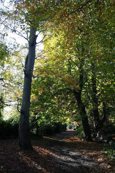 doğa iz