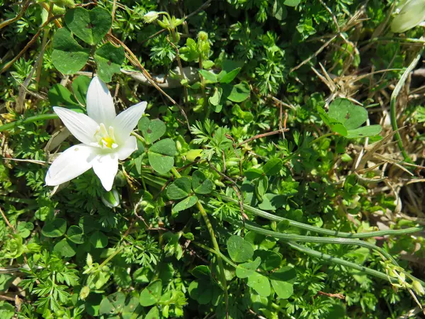 Yeşil çim karşı beyaz kardelen