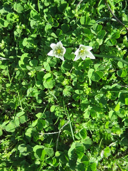 Mignon fond vert printemps, naturel, réel — Photo