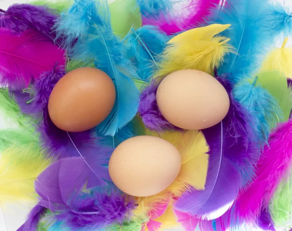 Plumas de colores y huevos, antecedentes interesantes sobre la Pascua — Foto de Stock