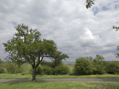 Yalnız ağaç bulutlar altında