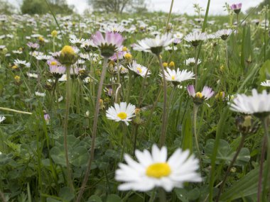 çim zemin üzerine uzun sap üzerinde papatya