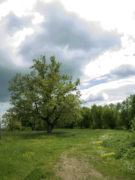 Tree near road — Stock Photo, Image