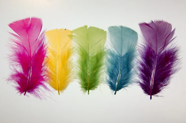 Una serie de plumas de colores sobre un fondo blanco —  Fotos de Stock