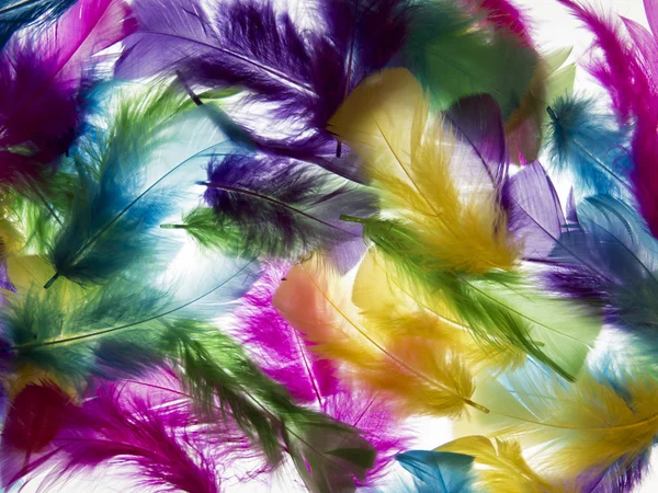 Fondo claro de plumas. textura romántica, delicada —  Fotos de Stock