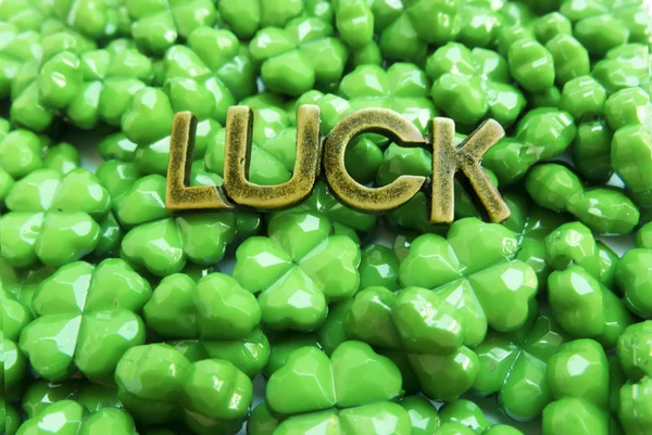 Parlak parlak yeşil yoncaları