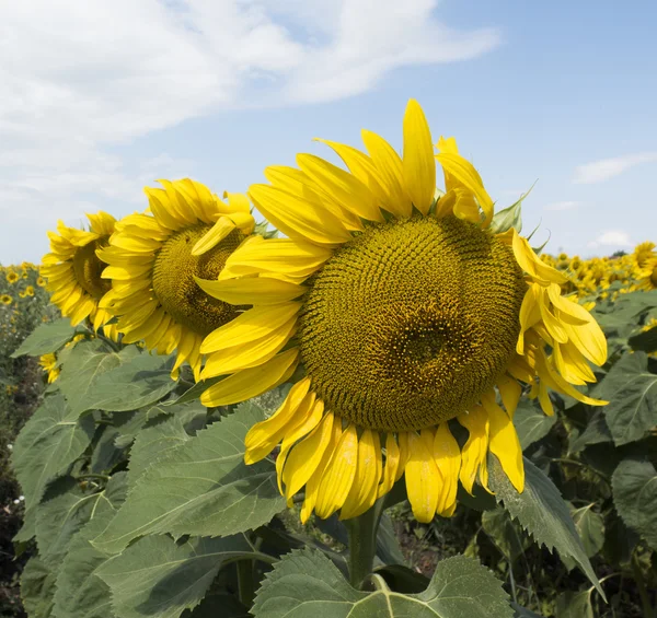 Alan closeup ayçiçeği