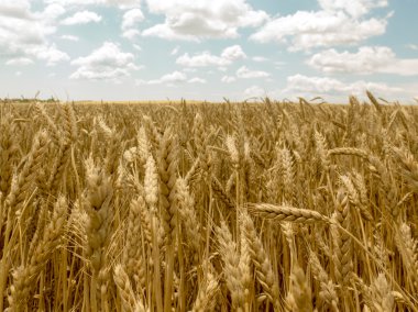 Bir bulutlu gökyüzü altında Wheatfield