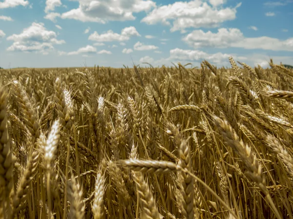 Campo de trigo, céu azul com nuvens brancas — Fotografia de Stock