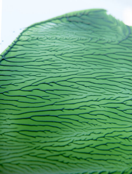 Green paint dried interesting , intricate patterns