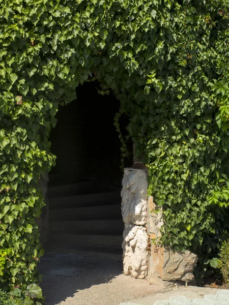 Wall covered with ivy, with the inputs inside — Stock Photo, Image