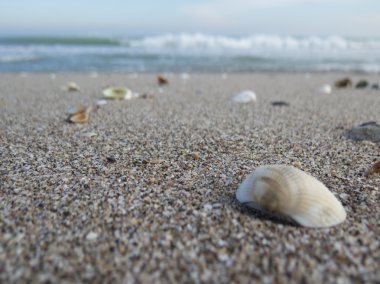Deniz kabuğu Plajı ile deniz ve wav ile kaba kum