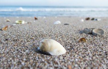 Kabukları, dalgalar ve mavi gökyüzü ile sessiz beach