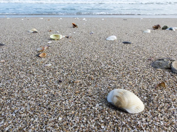 Osamělá pláž s hrubým pískem a mušle — Stock fotografie