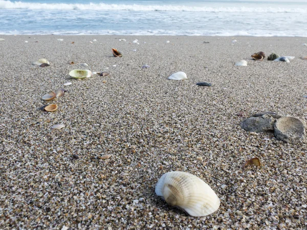 Ruhiger Strand mit Muscheln und Wellen — Stockfoto