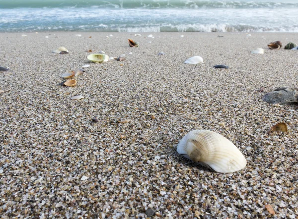 Sandstrand mit Wellen, Muscheln und Sand — Stockfoto