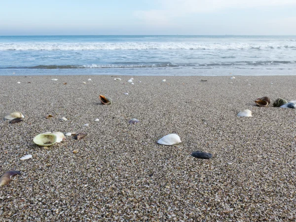 Muschel im Sand gegen das wütende Meer — Stockfoto