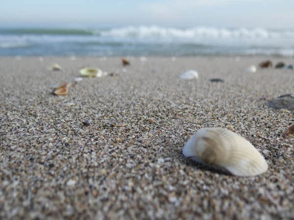 Coarse sand with seashells on the beach with the sea and the wav — Stock Photo, Image