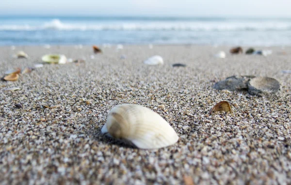Kabukları, dalgalar ve mavi gökyüzü ile sessiz beach